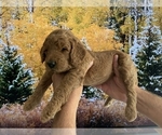 Small #20 Goldendoodle