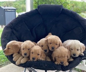 Golden Retriever Puppy for sale in MT CRAWFORD, VA, USA
