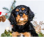 Small #1 Cavalier King Charles Spaniel