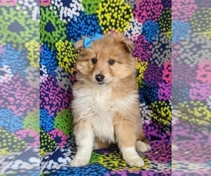 Pomsky-Shetland Sheepdog Mix Puppy for sale in QUARRYVILLE, PA, USA