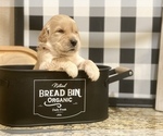Small Photo #30 Golden Retriever Puppy For Sale in CARTHAGE, MO, USA