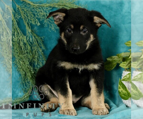 Medium Photo #1 German Shepherd Dog Puppy For Sale in PARADISE, PA, USA