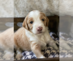 Puppy 7 Aussiedoodle-Poodle (Standard) Mix