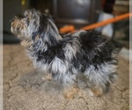 Small #7 ShihPoo