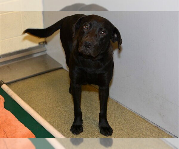 Medium Photo #1 Labrador Retriever Puppy For Sale in West Valley, UT, USA