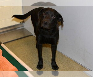 Labrador Retriever Dogs for adoption in West Valley, UT, USA