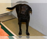 STALLION - Male Labrador Retriever Dog for Adoption - Small photo