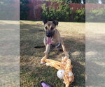 Small Photo #5 Mutt Puppy For Sale in San Juan Capistrano, CA, USA