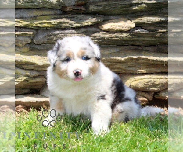 Medium Photo #3 Australian Shepherd Puppy For Sale in DELTA, PA, USA