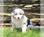 Small #2 Australian Shepherd