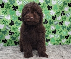 Goldendoodle (Miniature) Puppy for Sale in BLAKESBURG, Iowa USA