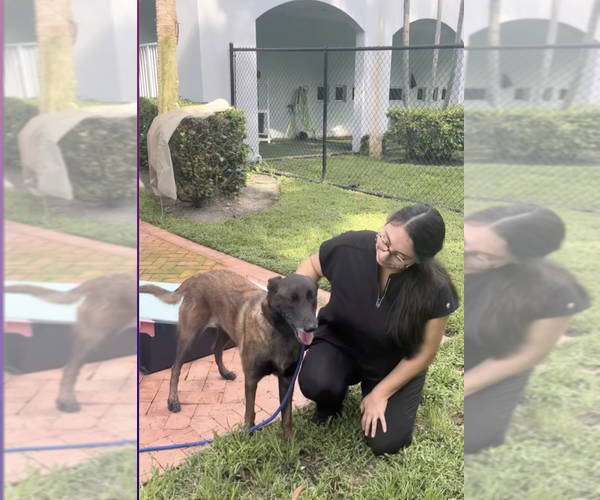 Medium Photo #3 Mutt Puppy For Sale in Imlay City, MI, USA