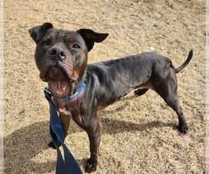 Mutt Dogs for adoption in Minneapolis, MN, USA