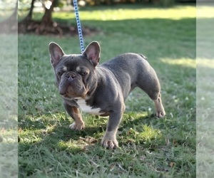 Father of the French Bulldog puppies born on 05/14/2023