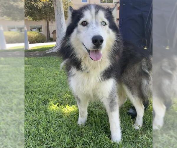 Medium Photo #2 Siberian Husky Puppy For Sale in Riverside, CA, USA
