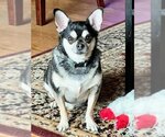Small Photo #1 Chihuahua-Unknown Mix Puppy For Sale in Wheaton, IL, USA