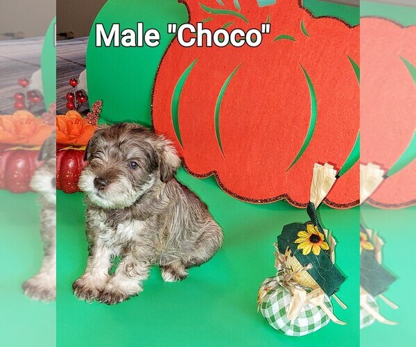 Medium Photo #1 Schnauzer (Miniature) Puppy For Sale in COLD SPRGS-HIGHLAND HTS, KY, USA