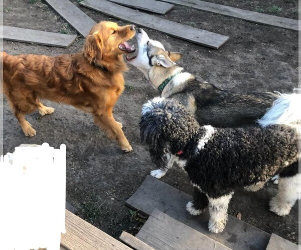 Medium Photo #3 - Mix Puppy For Sale in danville, CA, USA