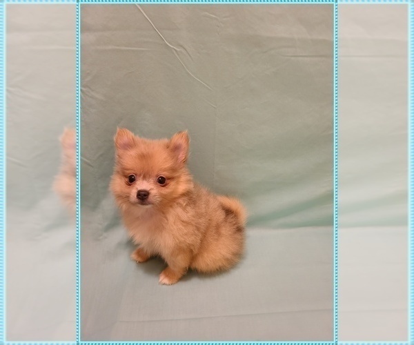 Medium Photo #1 Pomeranian Puppy For Sale in CLARKSVILLE, TN, USA