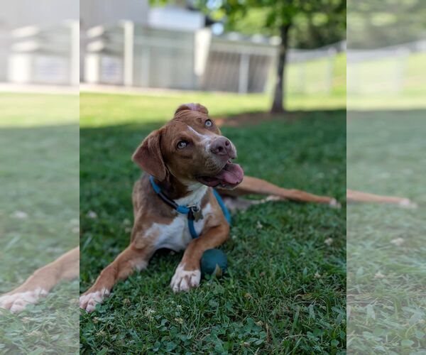 Medium Photo #1 Mutt Puppy For Sale in Shelburne, VT, USA