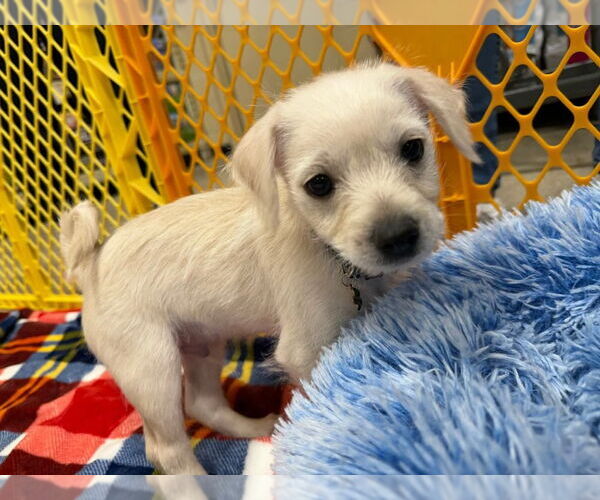 Medium Photo #3 Chihuahua-Unknown Mix Puppy For Sale in Wenonah, NJ, USA