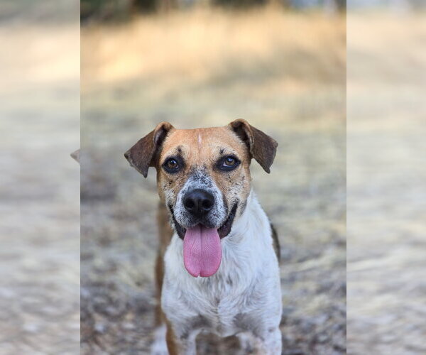 Medium Photo #19 Mutt Puppy For Sale in Sandy, UT, USA