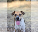 Small #18 Mutt