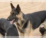 Small Photo #1 German Shepherd Dog Puppy For Sale in MOUNTAINAIR, NM, USA