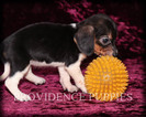 Small Photo #6 Beagle Puppy For Sale in COPPOCK, IA, USA