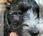 Small #2 F2 Aussiedoodle