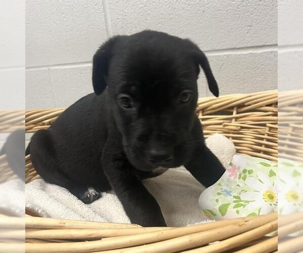Medium Photo #1 Australian Kelpie-Unknown Mix Puppy For Sale in Rosenberg, TX, USA