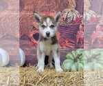 Puppy IO Siberian Husky