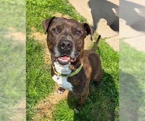 American Staffordshire Terrier-Unknown Mix Dogs for adoption in Akron, OH, USA