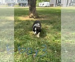 Small #2 Border Collie-Collie Mix
