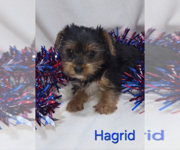 Medium Photo #3 Yorkshire Terrier Puppy For Sale in AZLE, TX, USA