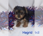 Small #2 Yorkshire Terrier