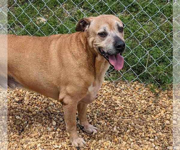 Medium Photo #3 Black Mouth Cur-Labrador Retriever Mix Puppy For Sale in Anniston, AL, USA
