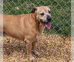 Small #2 Black Mouth Cur-Labrador Retriever Mix