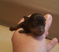 Small Photo #5 Miniature Pinscher Puppy For Sale in BULGER, PA, USA