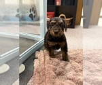 Small #5 Airedale Terrier