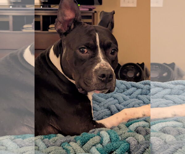 Medium Photo #7 Mutt Puppy For Sale in Crete, IL, USA