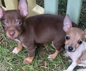 Chihuahua Puppy for sale in CASTLE HAYNE, NC, USA