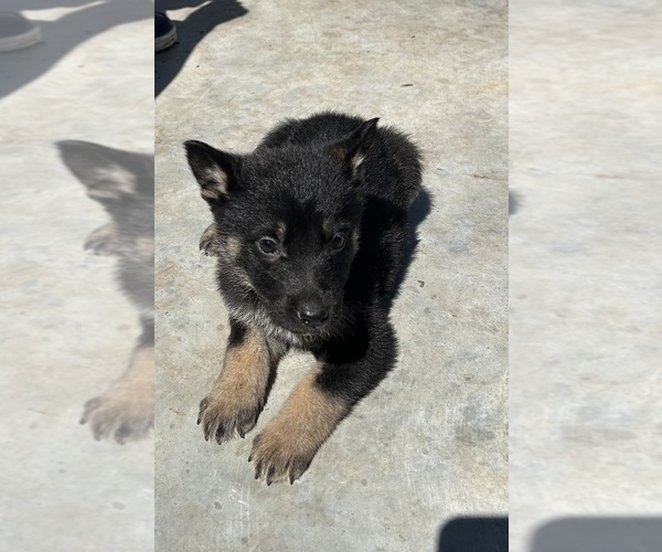 Medium Photo #17 German Shepherd Dog Puppy For Sale in FORT WORTH, TX, USA