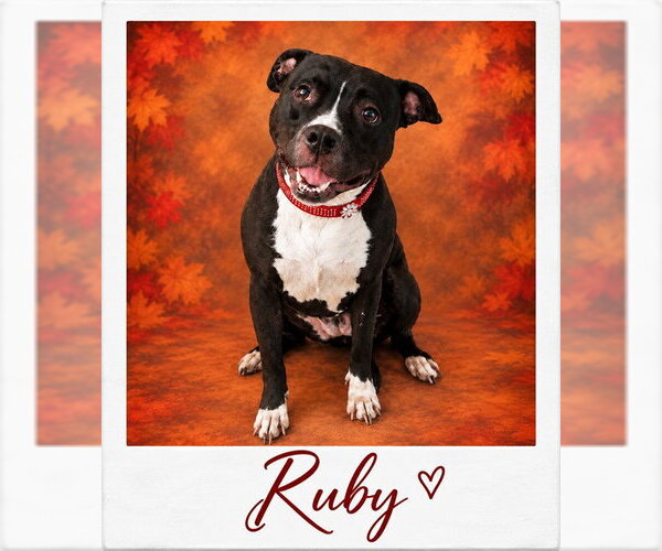 Medium Photo #1 Mutt Puppy For Sale in Westminster, MD, USA