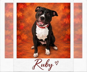 Mutt Dogs for adoption in Westminster, MD, USA