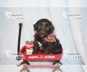 Aussiedoodle-Poodle (Toy) Mix Puppy for sale in SANGER, TX, USA