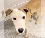 Small #2 Carolina Dog Mix