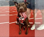 Small #7 Labrador Retriever Mix