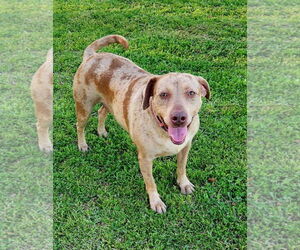 Catahoula Leopard Dog-Unknown Mix Dogs for adoption in Oakhurst, NJ, USA