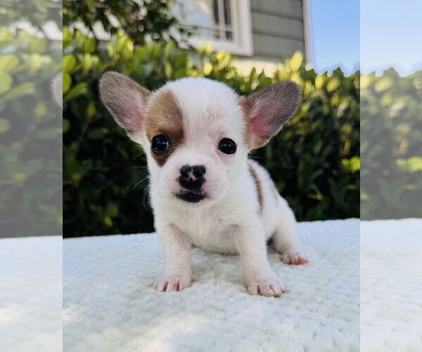 Medium Photo #1 Jack Russell Terrier-Unknown Mix Puppy For Sale in Marina Del Rey, CA, USA